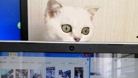 猫咪爆料视频大全播放网站,萌宠瞬间，笑料横生！