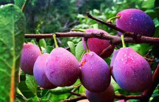 娱乐吃瓜少女西梅拿铁,娱乐吃瓜少女的趣味生活揭秘  第1张