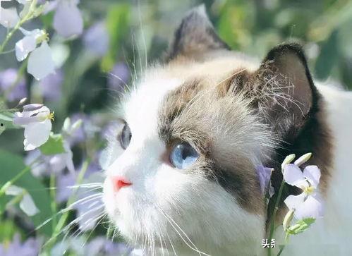 网红猫吃贝贝瓜图片高清,高清镜头捕捉贝贝瓜美味瞬间  第2张